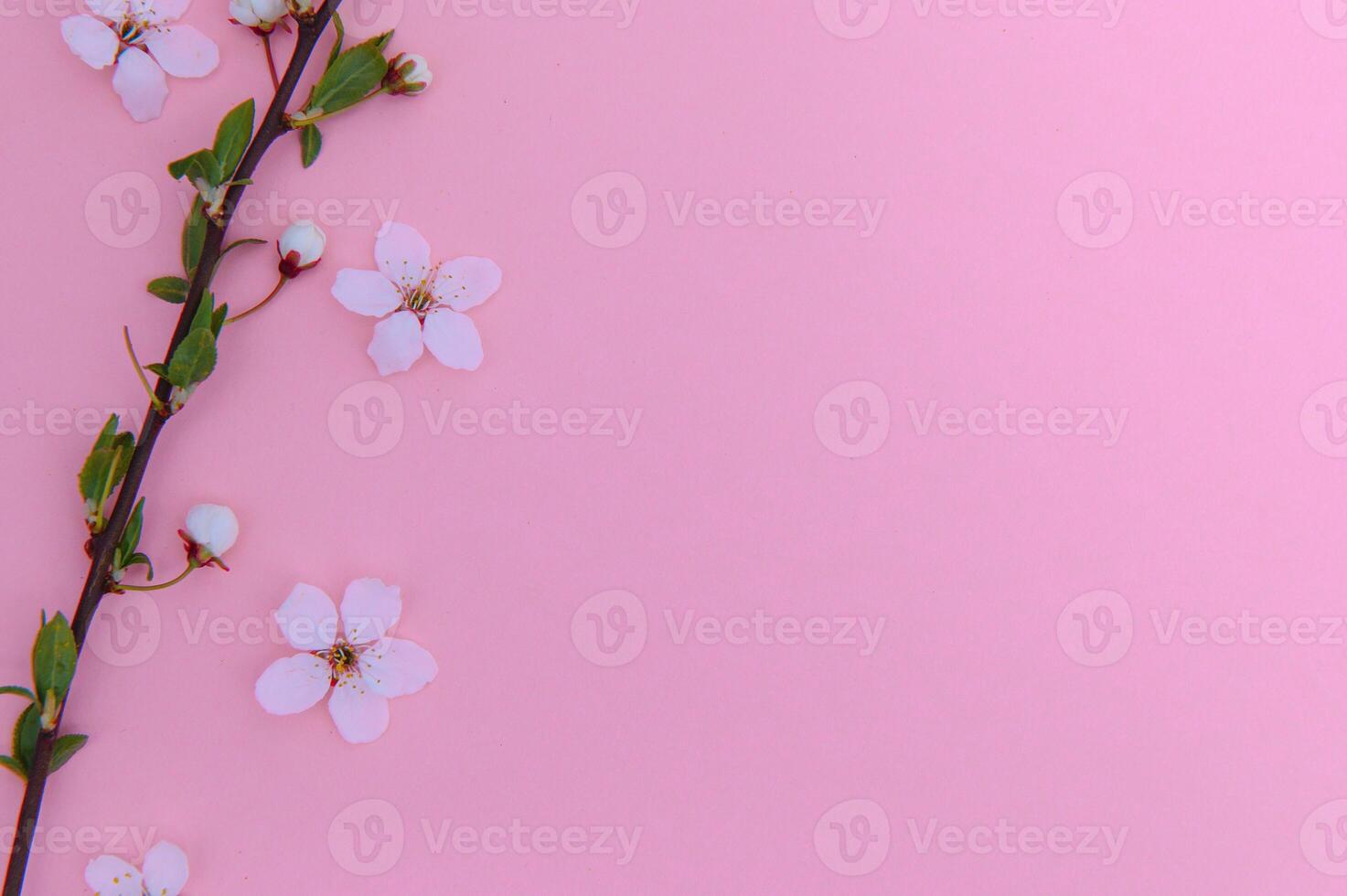 Spring background table. May flowers and April floral nature on green. For banner, branches of blossoming cherry against background. Dreamy romantic image, landscape panorama, copy space photo