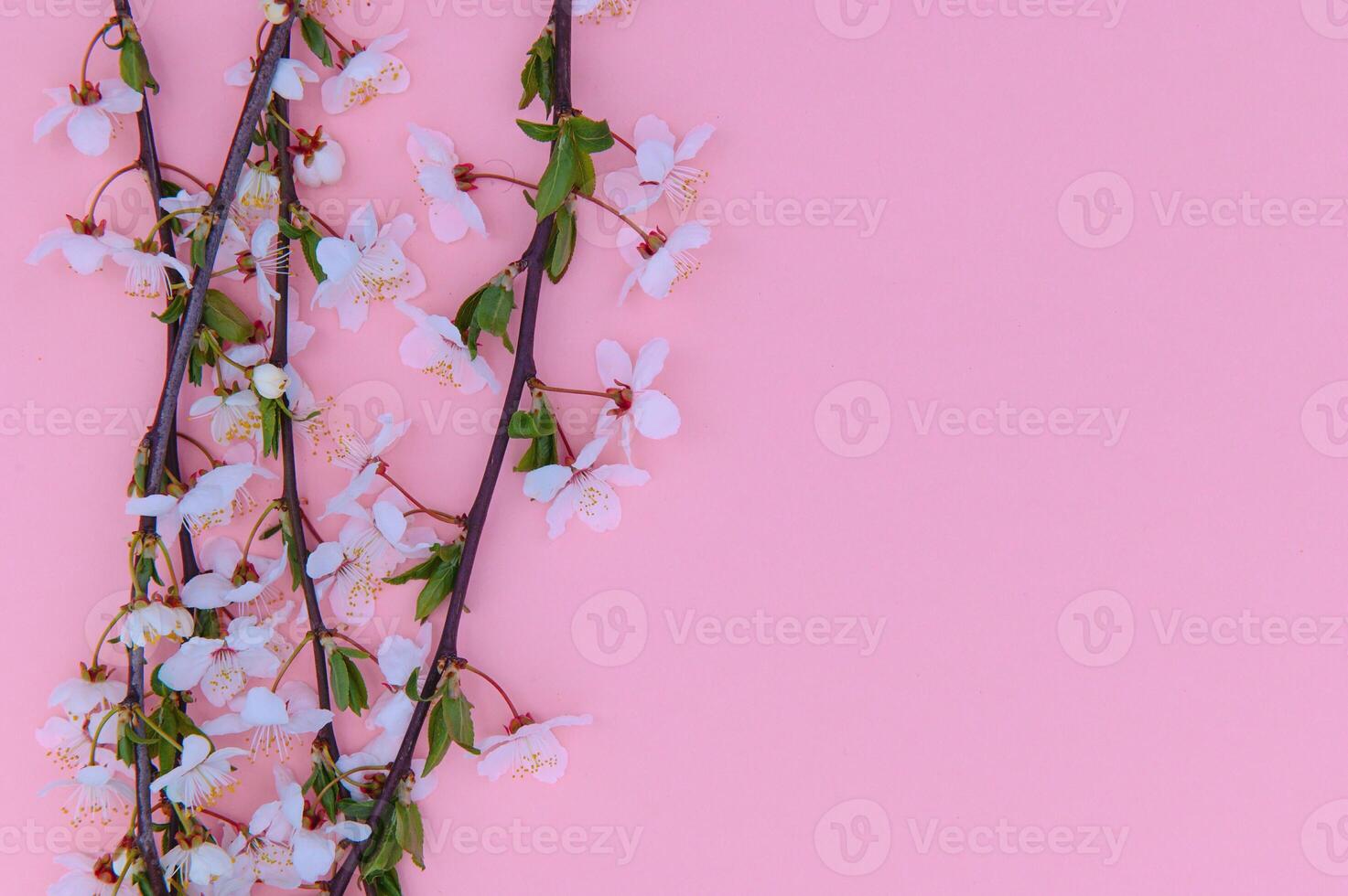 Spring background table. May flowers and April floral nature on green. For banner, branches of blossoming cherry against background. Dreamy romantic image, landscape panorama, copy space photo