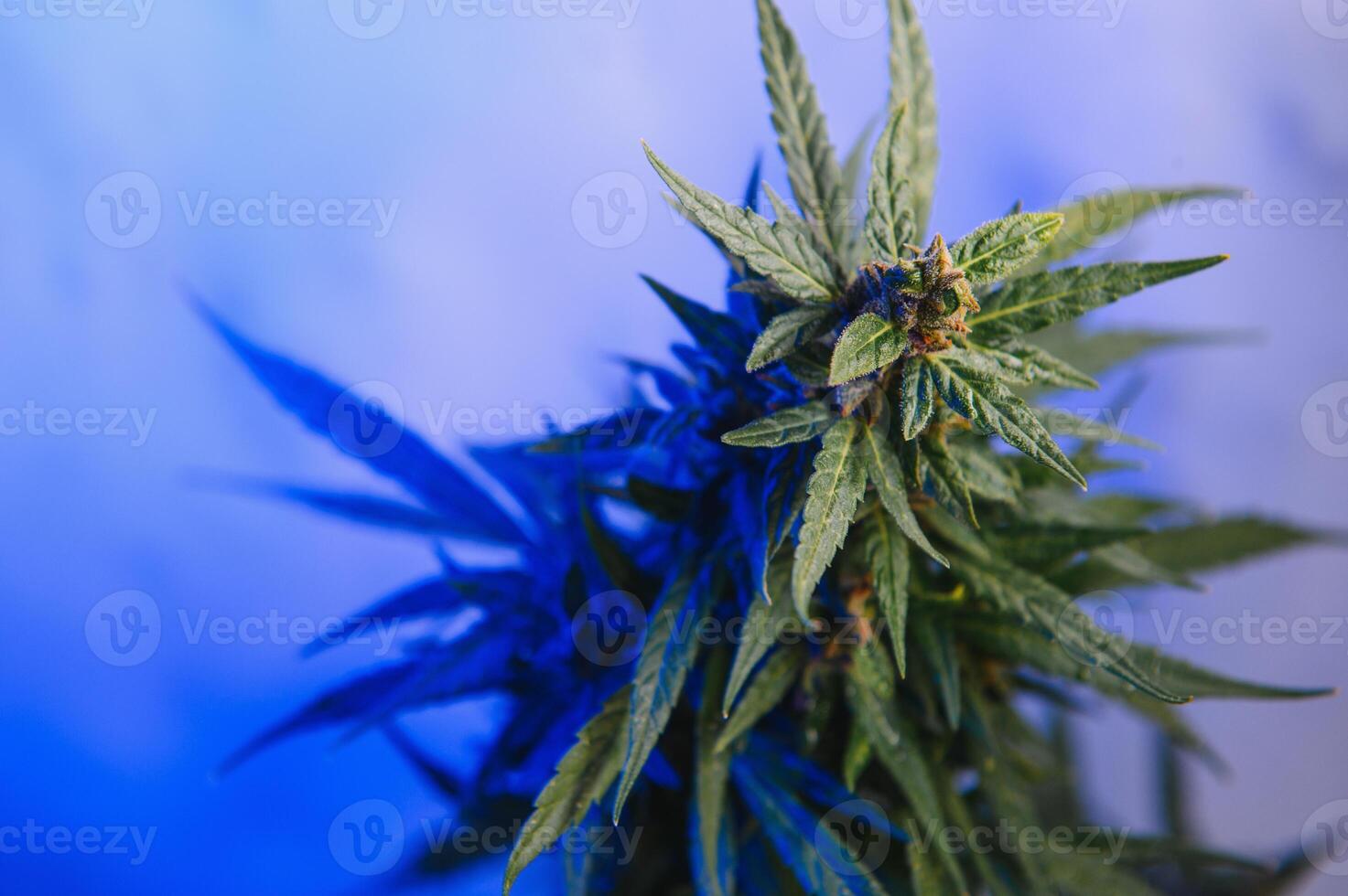 marijuana brote de cerca , marihuana macro foto