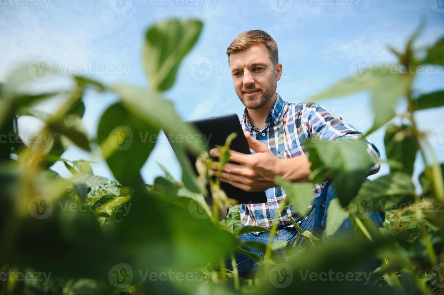 A farmer inspects a green soybean field. The concept of the harvest photo