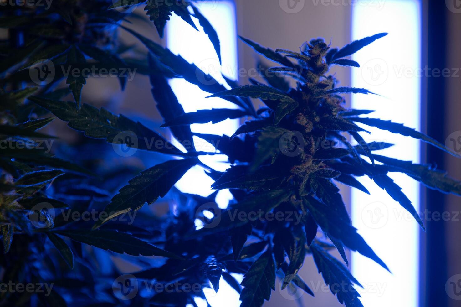 Marijuana medicinal plant in light pastel colors. A hemp bush with a creamy pink purple light and a blue-green tint. Fresh new look art style of alternative medicinal marijuanna in fluorescent light. photo