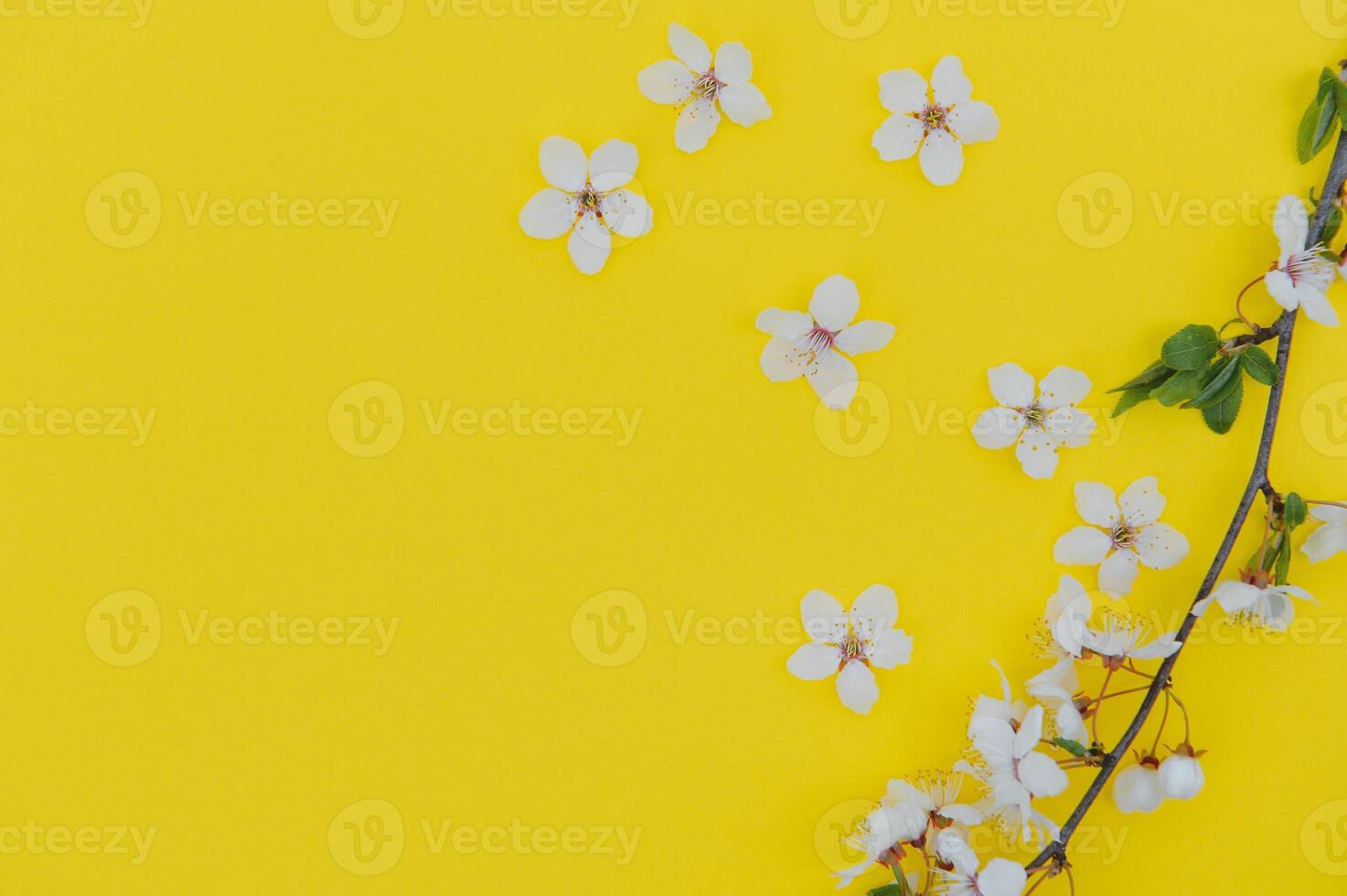 Spring background table. May flowers and April floral nature on green. For banner, branches of blossoming cherry against background. Dreamy romantic image, landscape panorama, copy space photo