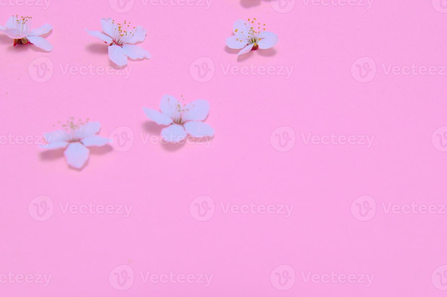 Cherry tree blossom. April floral nature and spring sakura blossom on colored background. Banner for 8 march, Happy Easter with place for text. Springtime concept. Top view. Flat lay photo