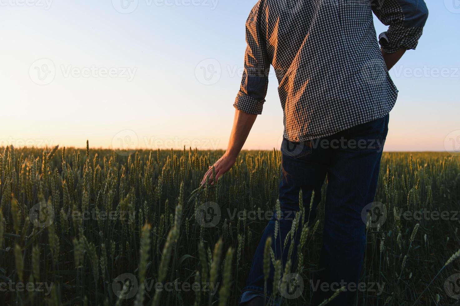 Closeup of the farmer checking the quality of the new crop at the wheat field. Agricultural worker holds the golden spikelets in his hands assessing their ripe stage. Harvesting concept photo