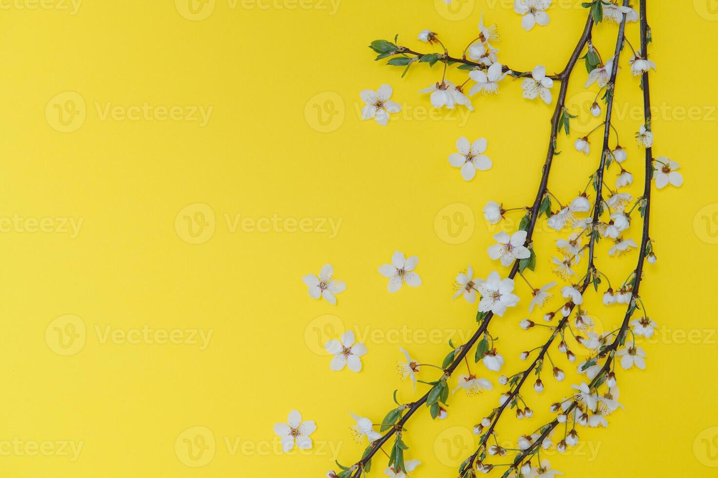 Cereza árbol florecer. abril floral naturaleza y primavera sakura florecer en de colores antecedentes. bandera para 8 marzo, contento Pascua de Resurrección con sitio para texto. primavera concepto. parte superior vista. plano laico foto