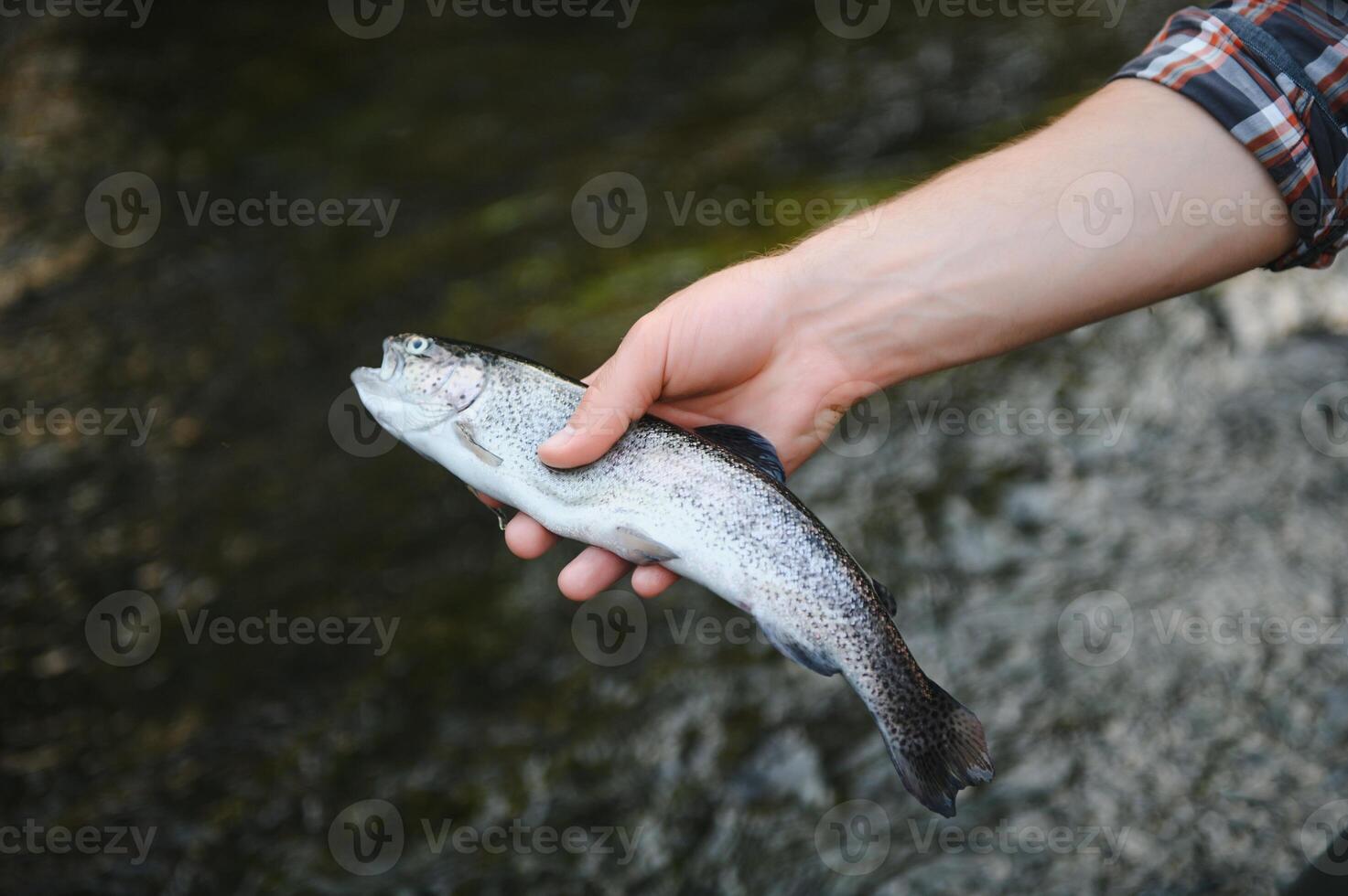 Fly-fisherman holding trout out of the water photo