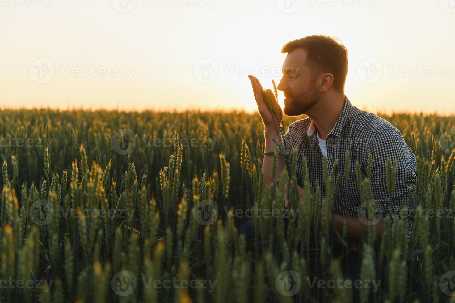 Closeup of the farmer checking the quality of the new crop at the wheat field. Agricultural worker holds the golden spikelets in his hands assessing their ripe stage. Harvesting concept photo