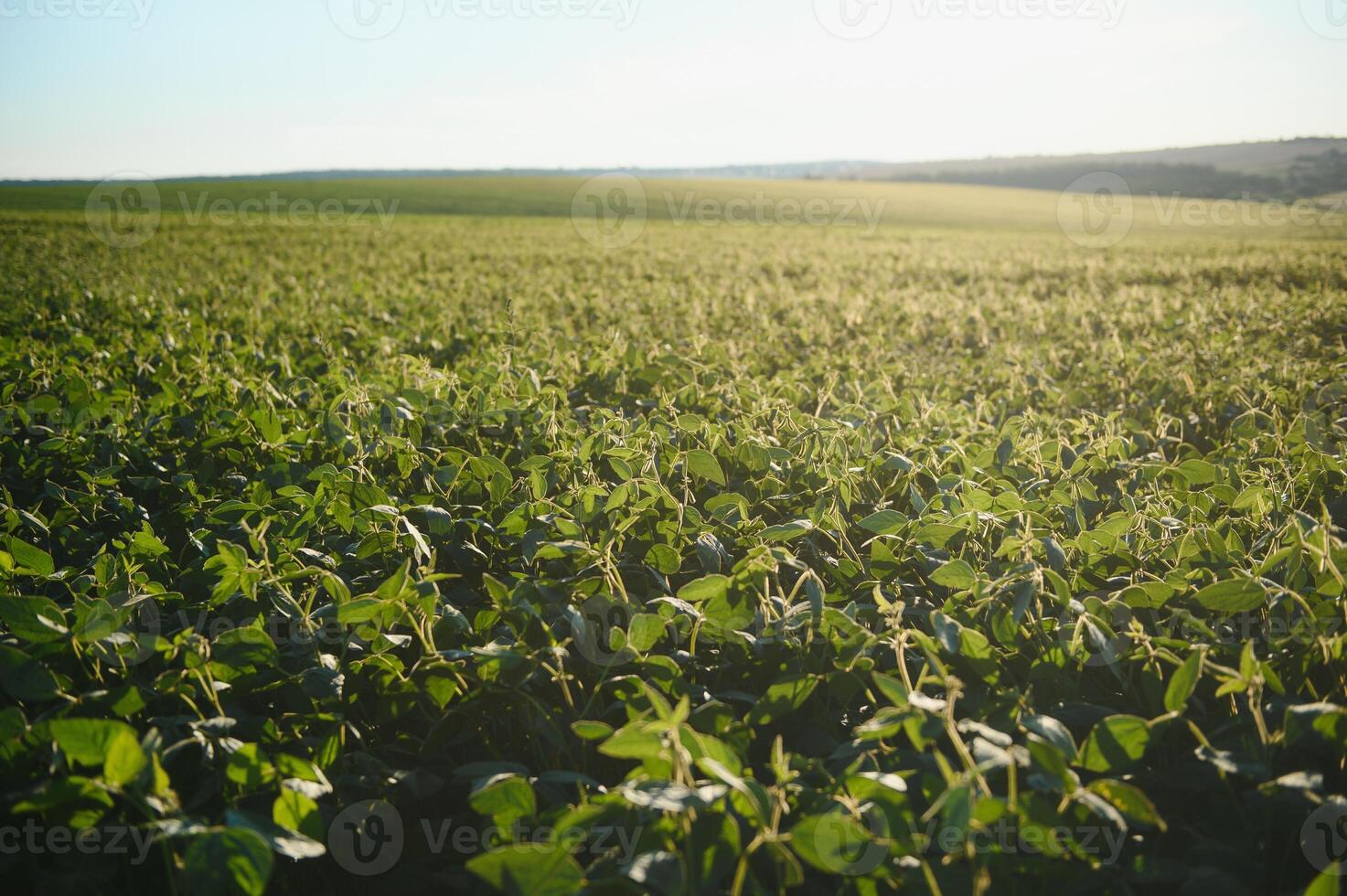 Soy field and soy plants in early morning light. Soy agriculture photo