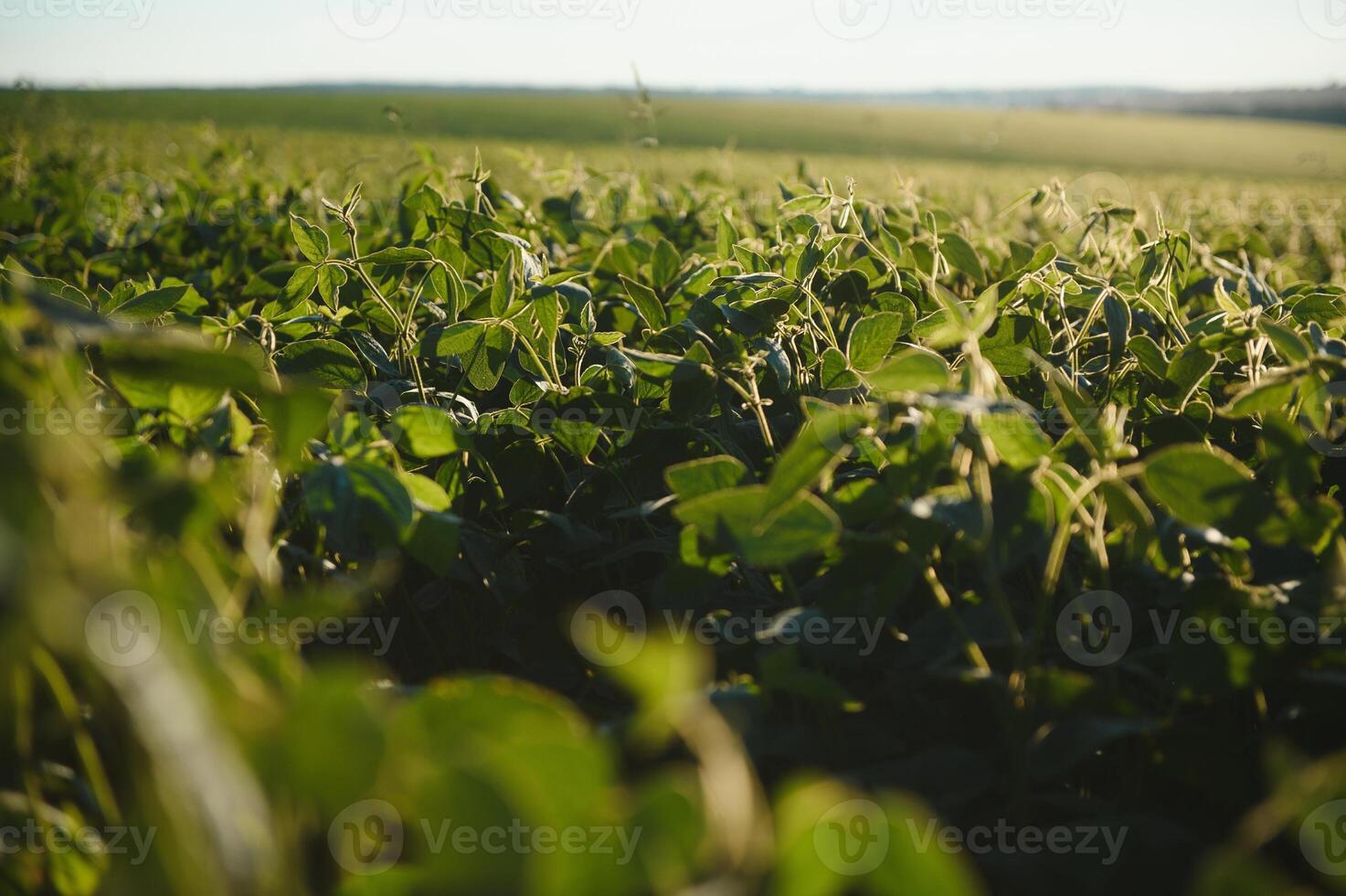 Soy field and soy plants in early morning light. Soy agriculture photo