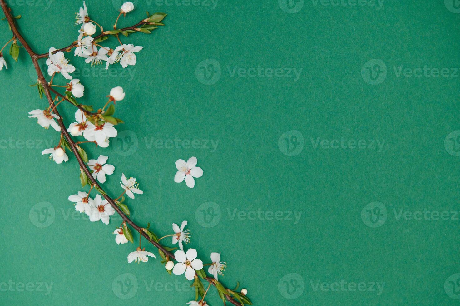 Spring background table. May flowers and April floral nature on green. For banner, branches of blossoming cherry against background. Dreamy romantic image, landscape panorama, copy space photo