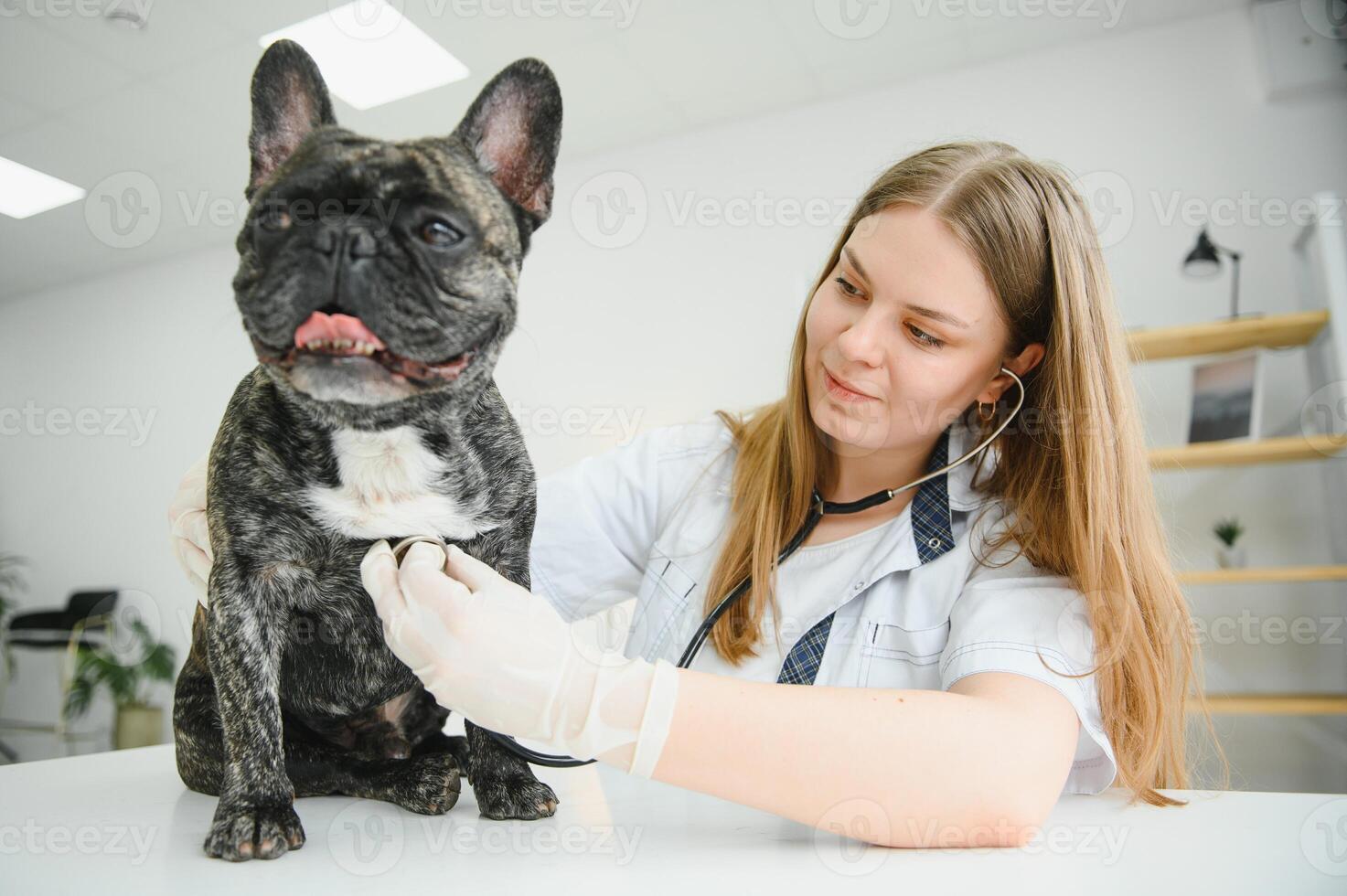 Veterinarian woman examines the dog and pet her. Animal healthcare hospital with professional pet help photo