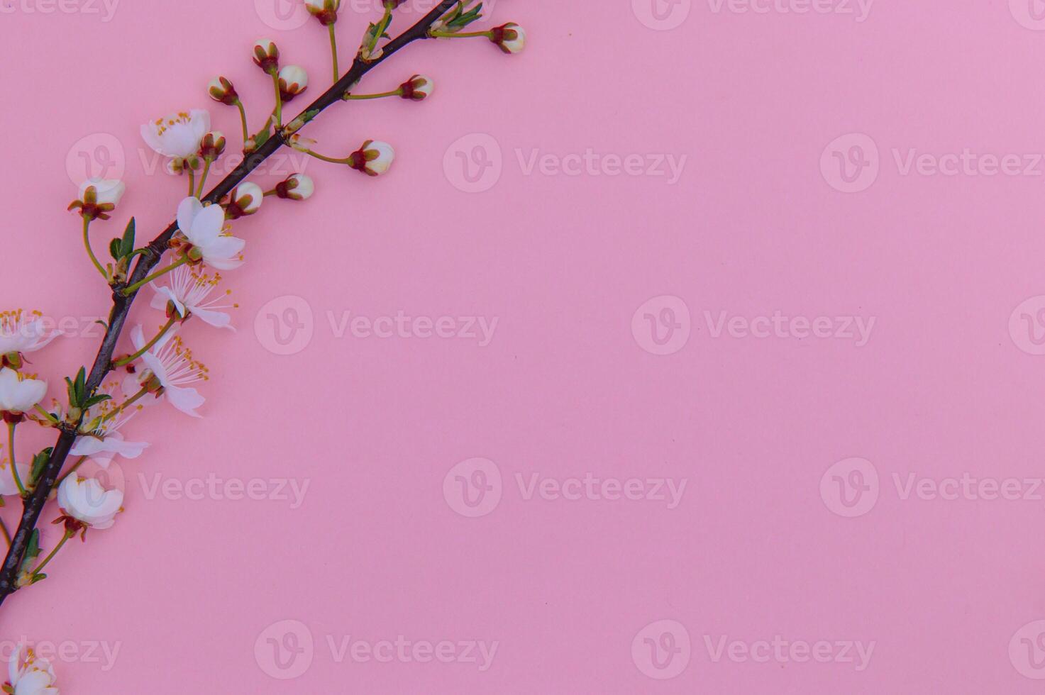 Spring background table. May flowers and April floral nature on green. For banner, branches of blossoming cherry against background. Dreamy romantic image, landscape panorama, copy space photo