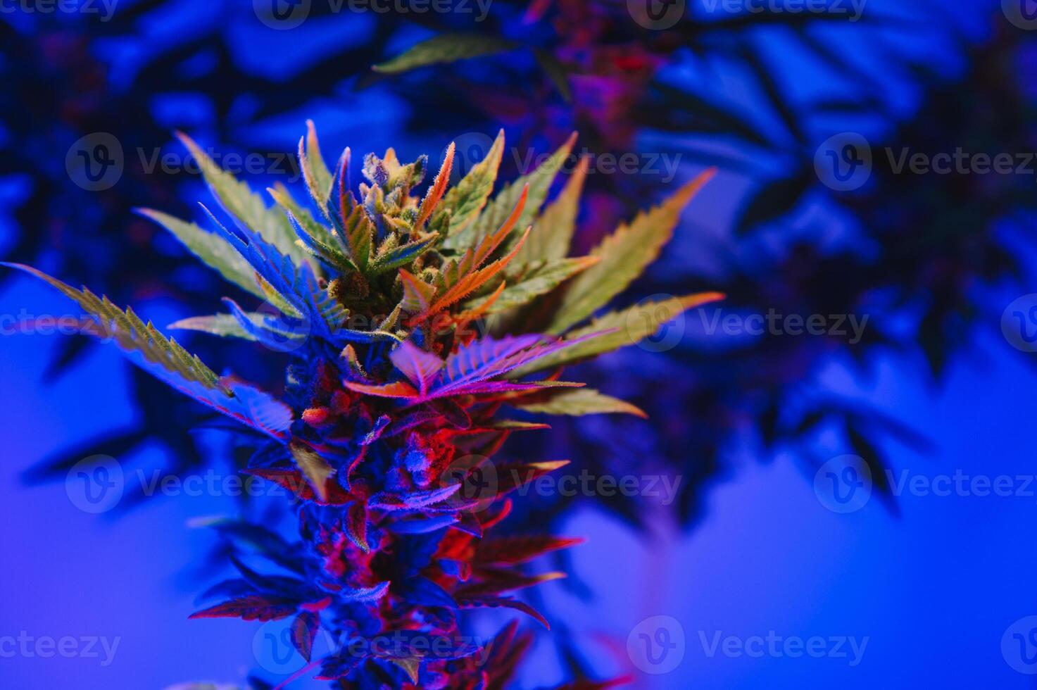 Cannabis Marijuana plant in Vaporwave deep purple neon style. Medical plant of Cannabis or Hemp with flowering buds and ultraviolet light. Blooming vegetative bush with crystal trichomes photo