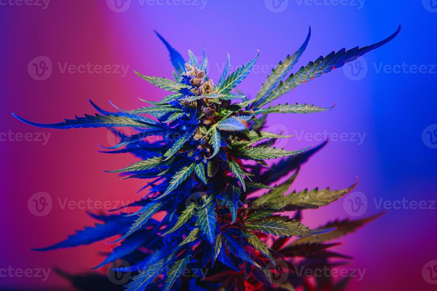 cannabis plant with big leaves and flowering bud. Medical Marijuana plant. Aesthetic look on agricultural strain of marijuana hemp photo