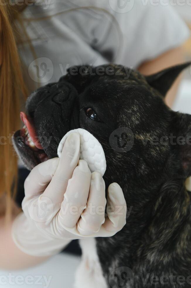 Portrait of a French Bulldog. Veterinary medicine concept. Pedigree dogs. Funny animals. Mixed media photo