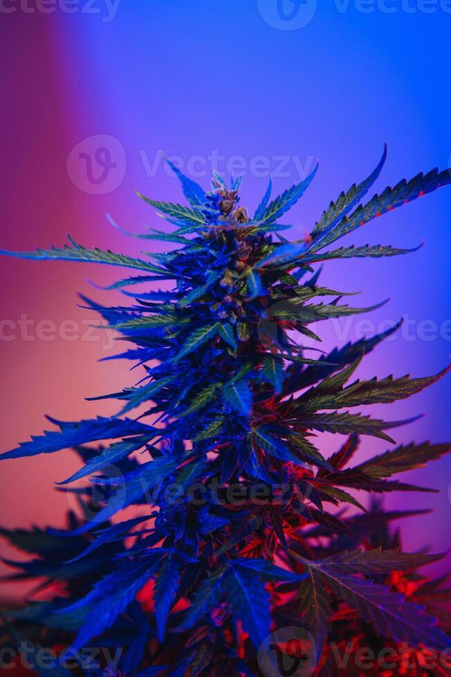 Cannabis Marijuana plant in Vaporwave deep purple neon style. Medical plant of Cannabis or Hemp with flowering buds and ultraviolet light. Blooming vegetative bush with crystal trichomes photo