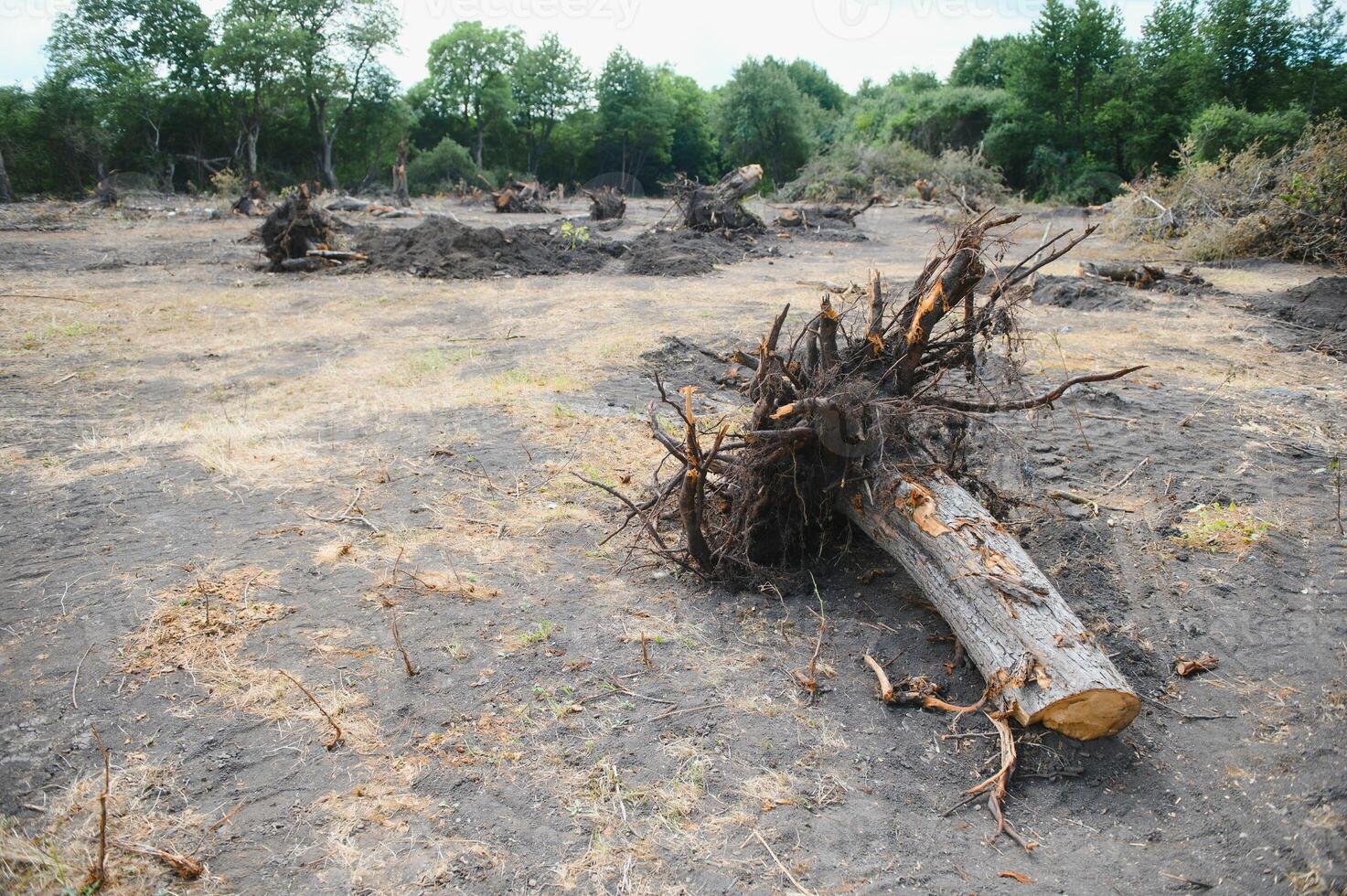 Deforestation environmental problem, rain forest destroyed for oil palm plantations photo