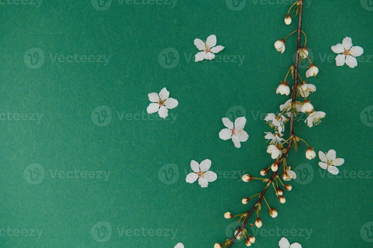 Spring background table. May flowers and April floral nature on green. For banner, branches of blossoming cherry against background. Dreamy romantic image, landscape panorama, copy space photo