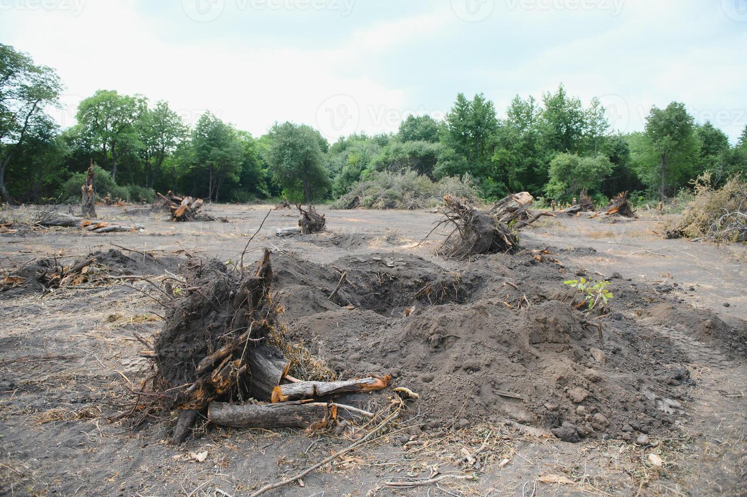 Deforestation concept. Stump of tree after cutting forest. photo