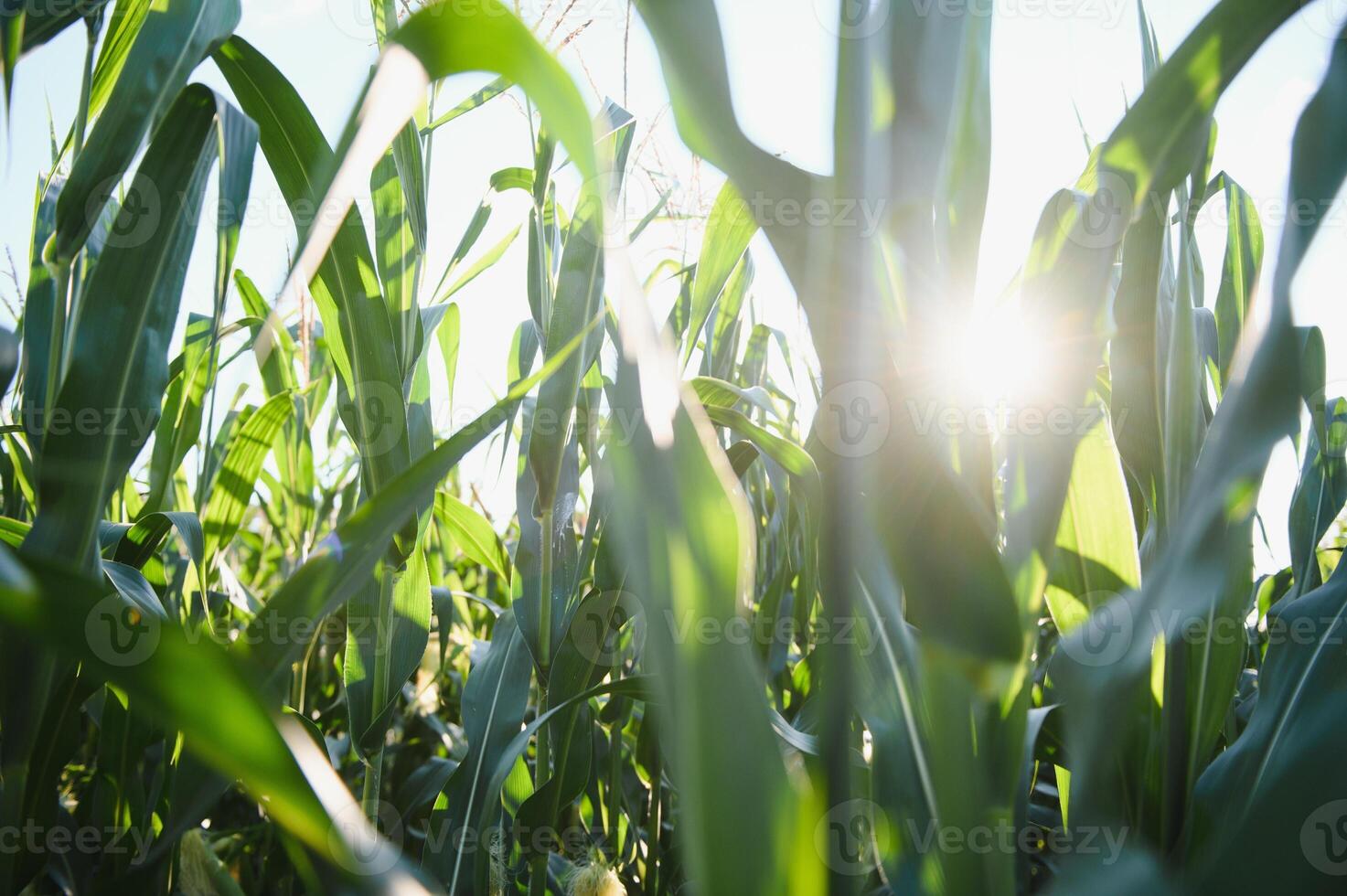 Green field of young corn under the sunlight photo