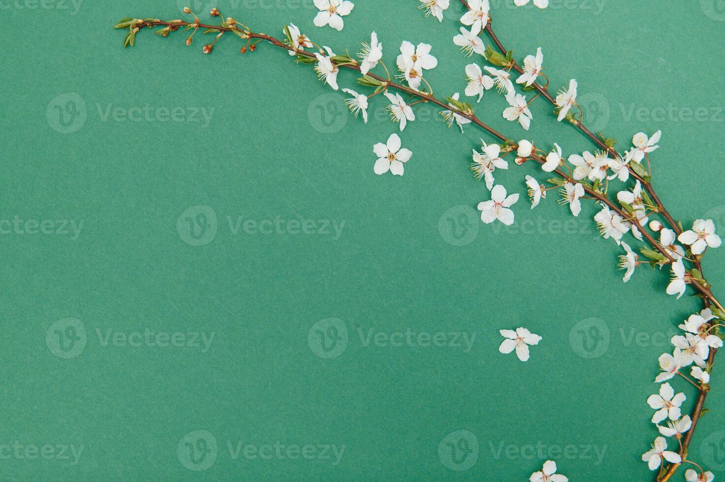 Spring background table. May flowers and April floral nature on green. For banner, branches of blossoming cherry against background. Dreamy romantic image, landscape panorama, copy space photo