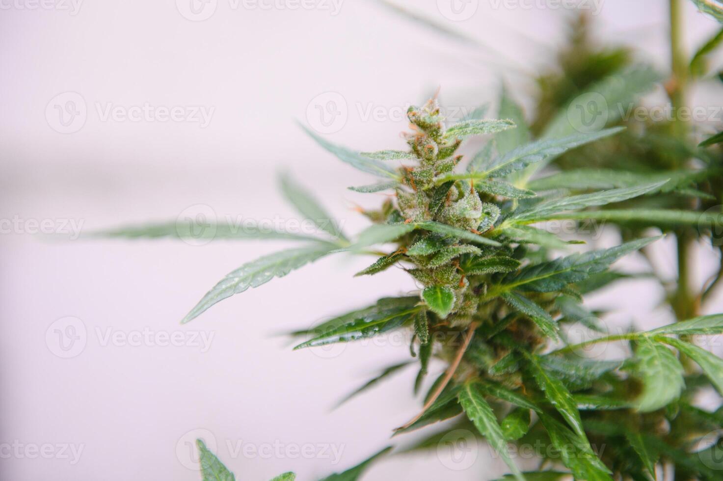 Abstract, soft focus using macro lens. Intense detail of flowering cannabis plant. Medical hemp growing on organic farm. Outdoor, natural lighting. Beautiful trichomes on cannabis plant. Healthy hemp photo