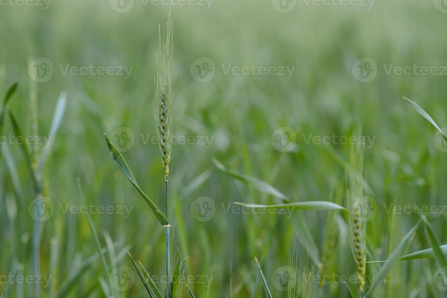 verde trigo campo y soleado día foto