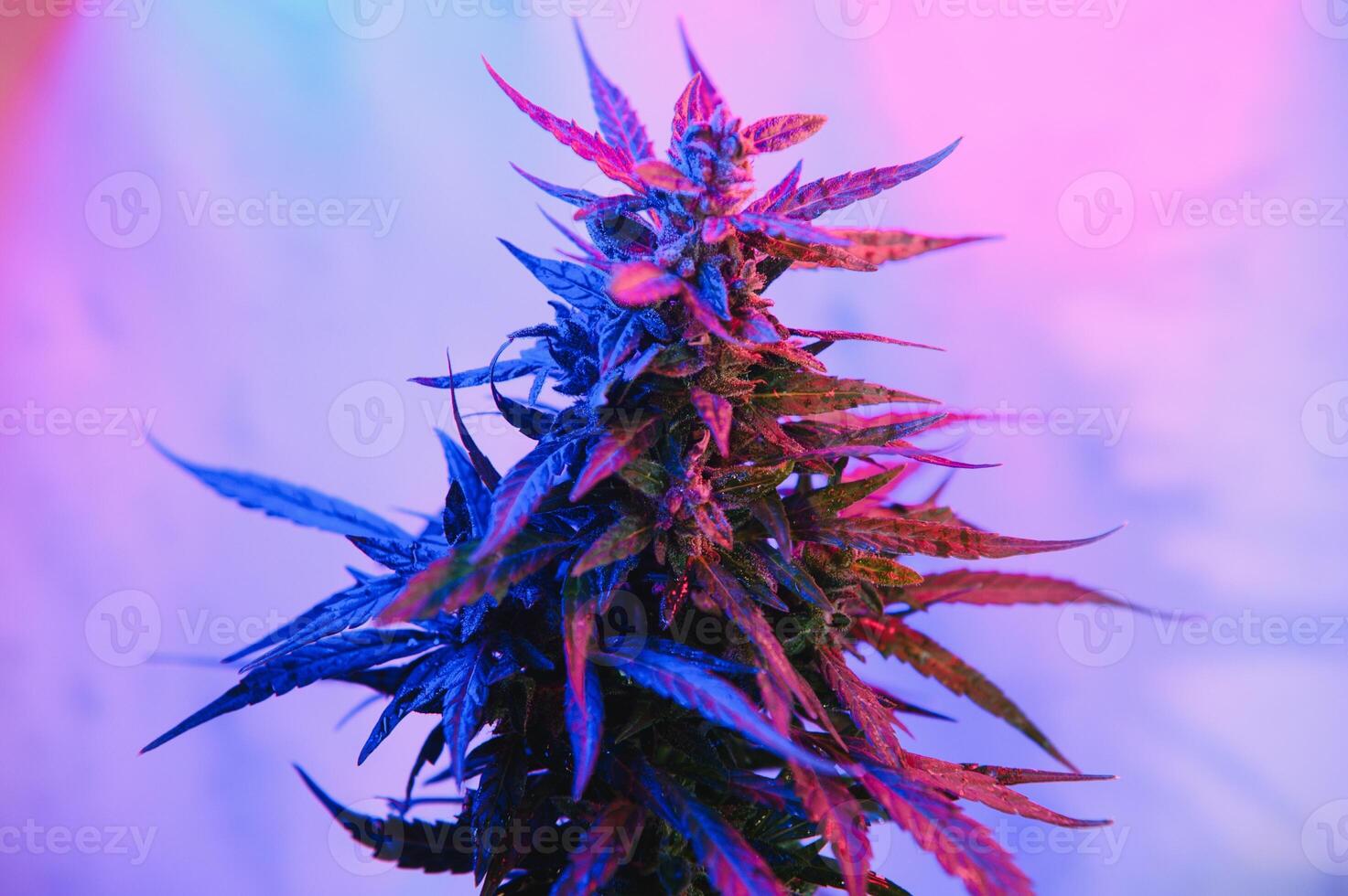 Marijuana medicinal plant in light pastel colors. A hemp bush with a creamy pink purple light and a blue-green tint. Fresh new look art style of alternative medicinal marijuanna in fluorescent light. photo