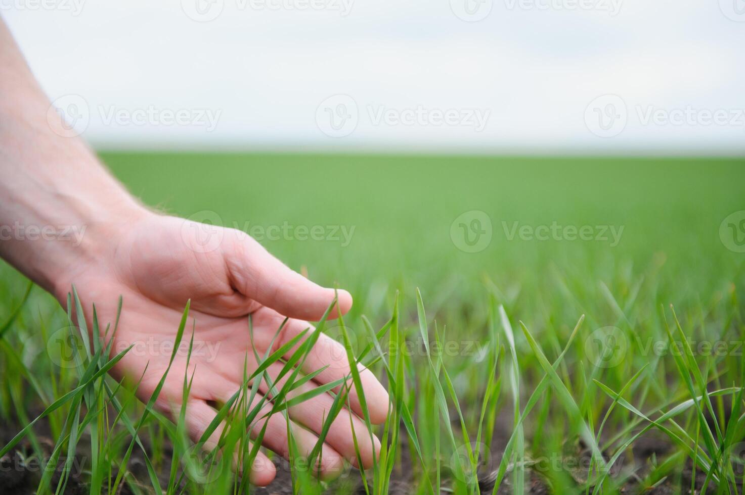 Close up of the farmer's hands holding young wheat sprout from the latest seeding. Agronomist explores the quality of the sowing and checks the growth progress. Spring and farming concept photo