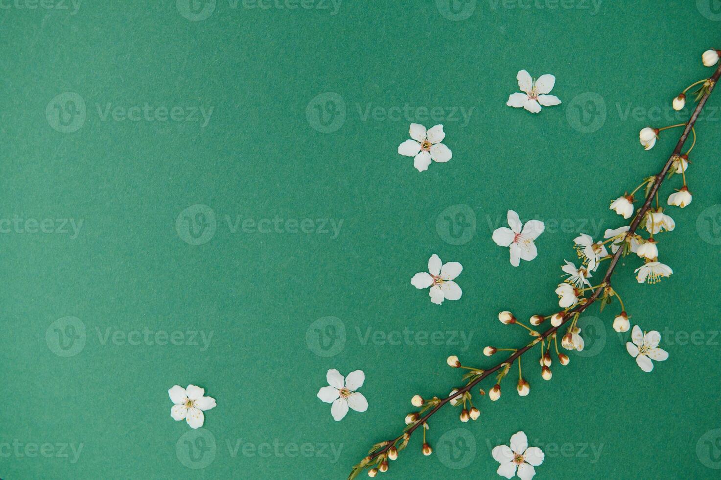 Spring background table. May flowers and April floral nature on green. For banner, branches of blossoming cherry against background. Dreamy romantic image, landscape panorama, copy space photo