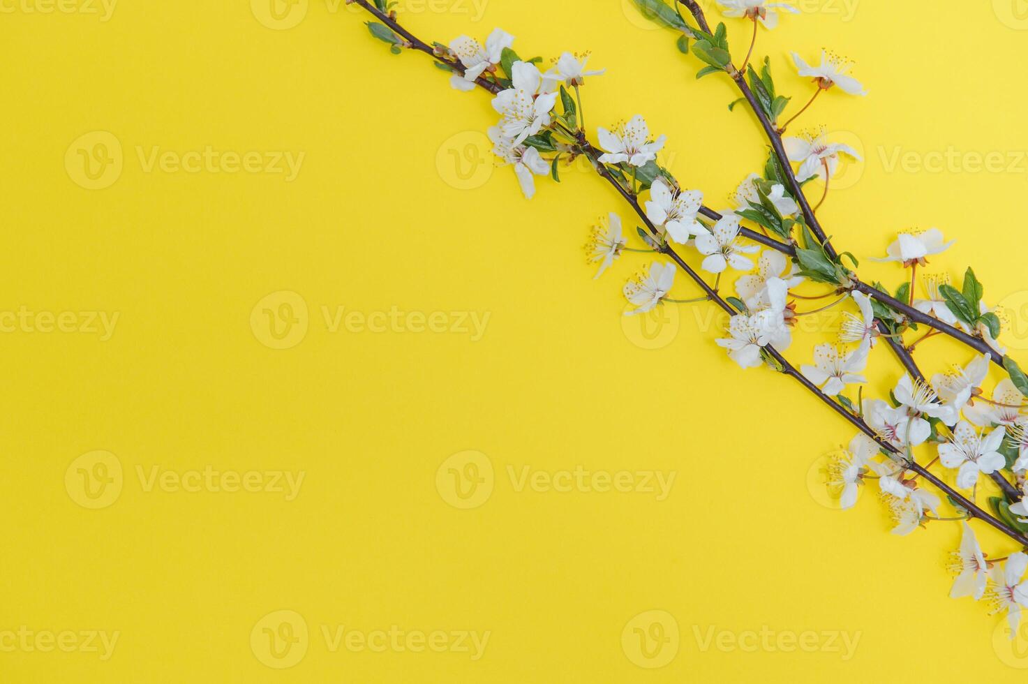 Spring background table. May flowers and April floral nature on green. For banner, branches of blossoming cherry against background. Dreamy romantic image, landscape panorama, copy space photo