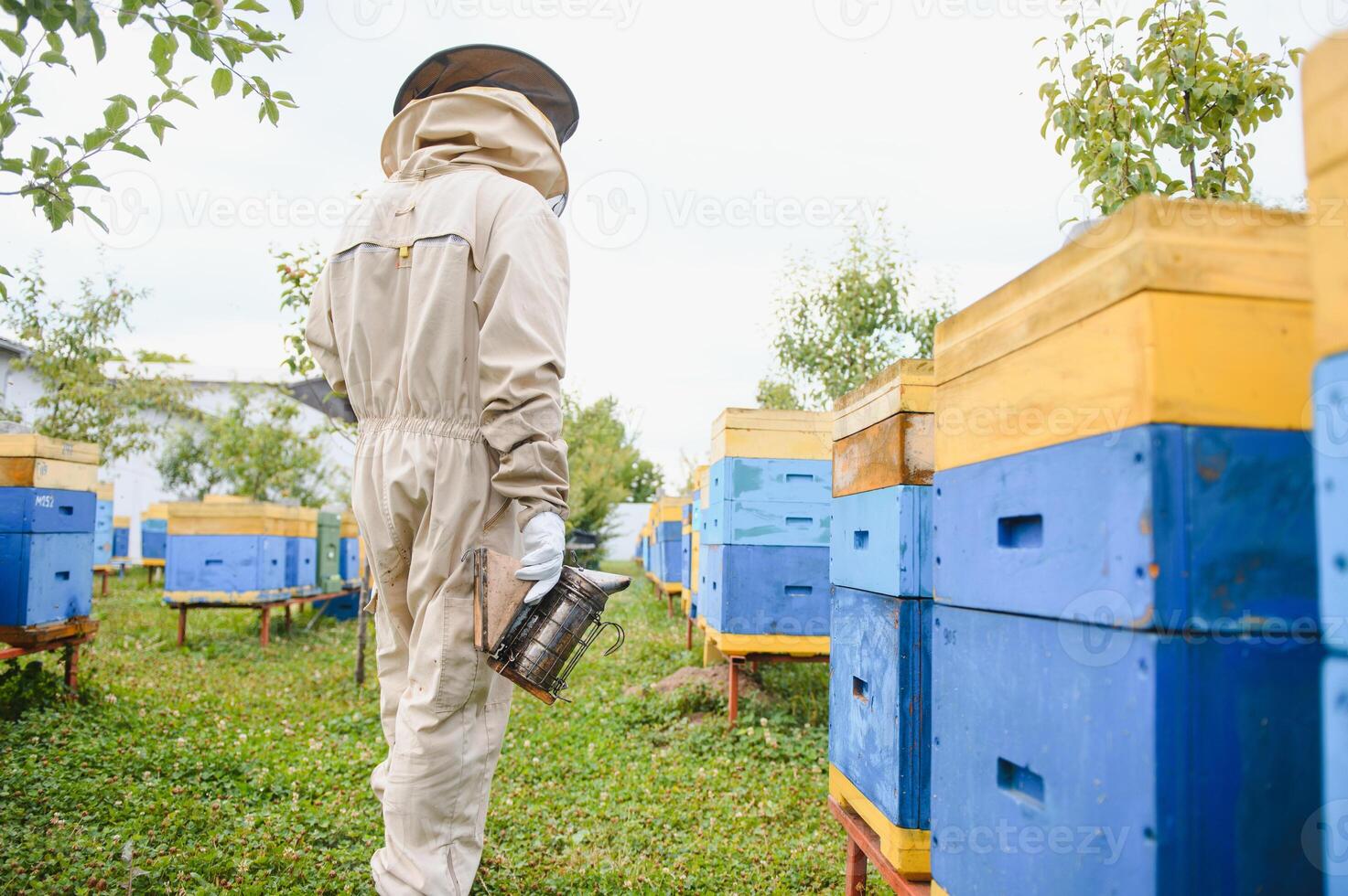 apicultor es trabajando con abejas y colmenas en colmenar. abejas en panal. marcos de abeja colmena. apicultura. Miel. sano alimento. natural productos foto