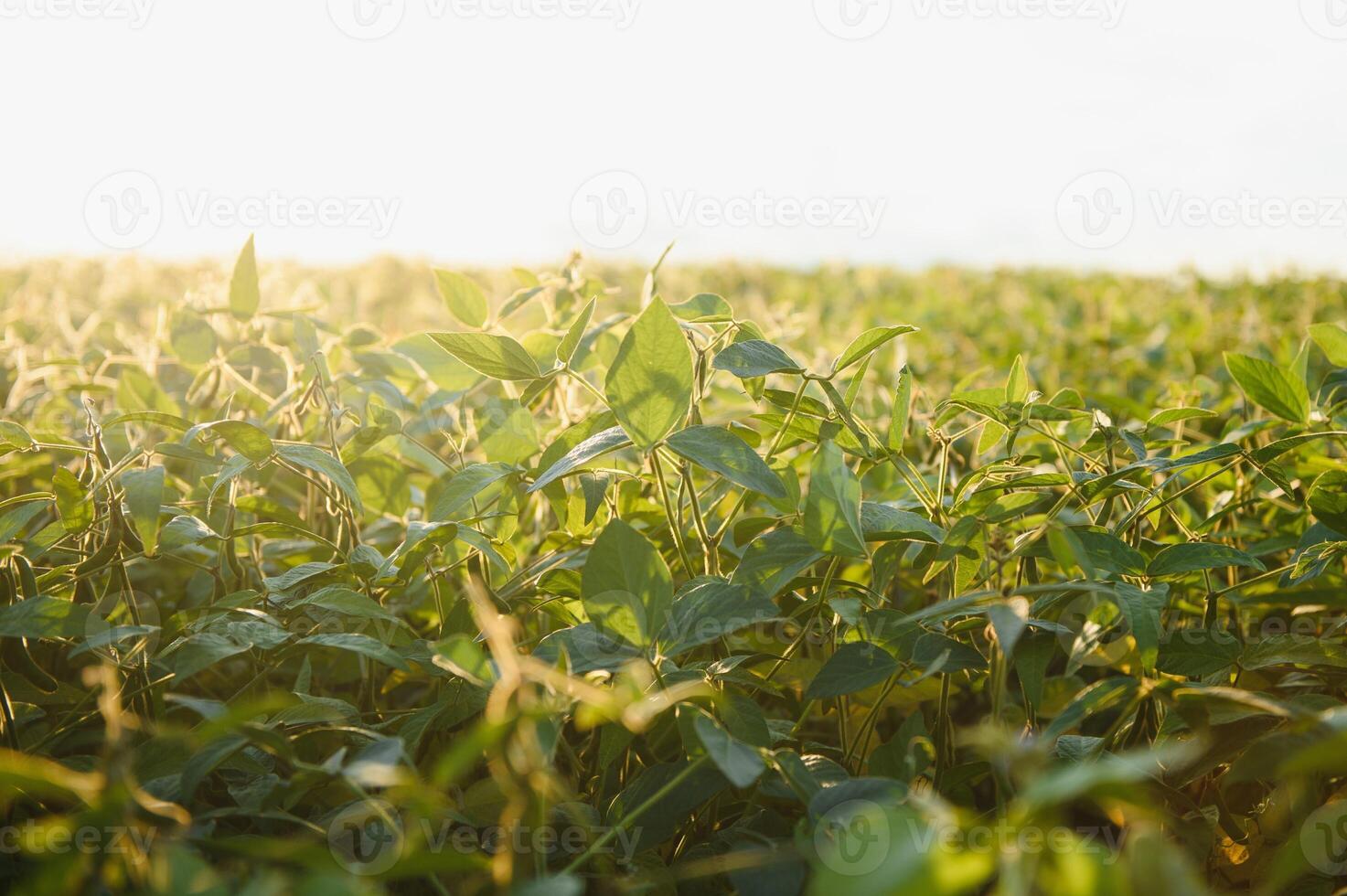 Closeup of green plants of soybean on field photo