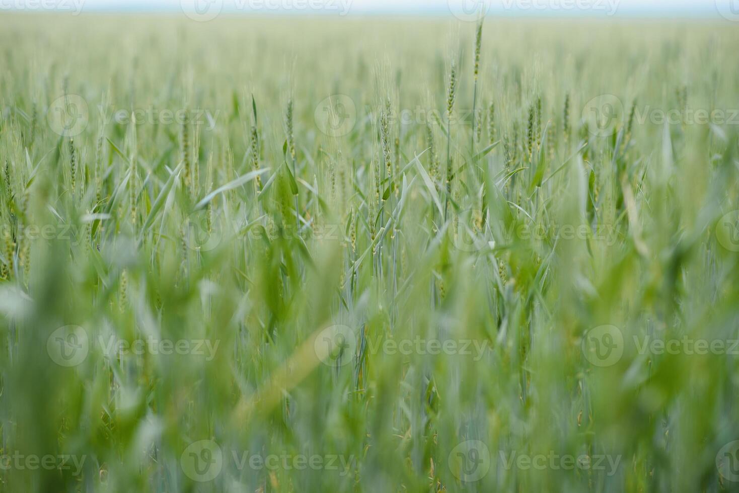 Green Wheat whistle, Wheat bran fields and wheat shist photo