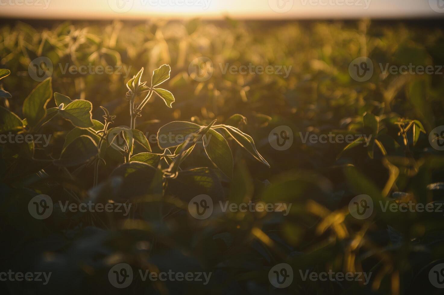 Closeup of green plants of soybean on field photo