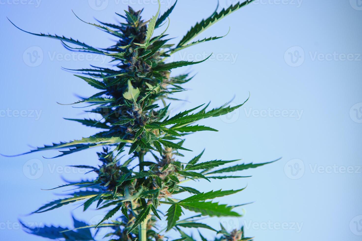 marijuana bud closeup , marihuana macro photo
