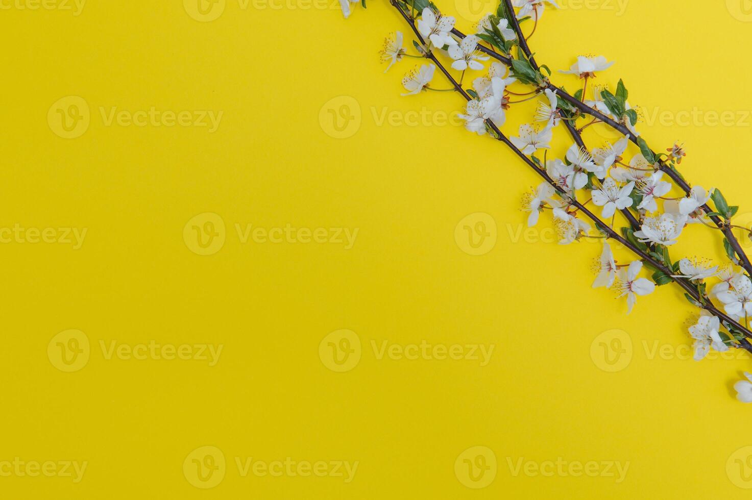 Apricot blossom spring background. Porizontal banner. photo