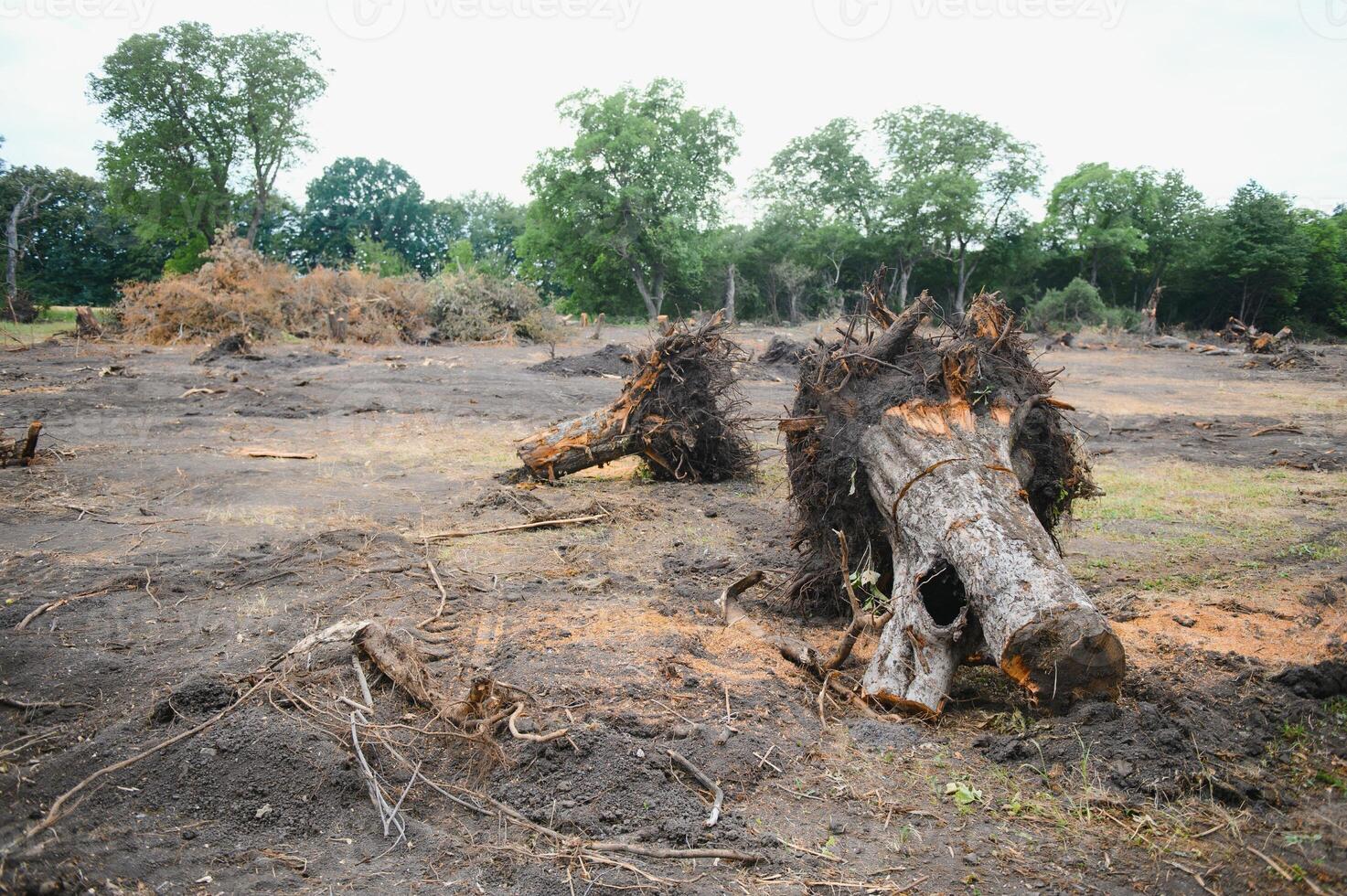 Deforestation environmental problem, rain forest destroyed for oil palm plantations photo