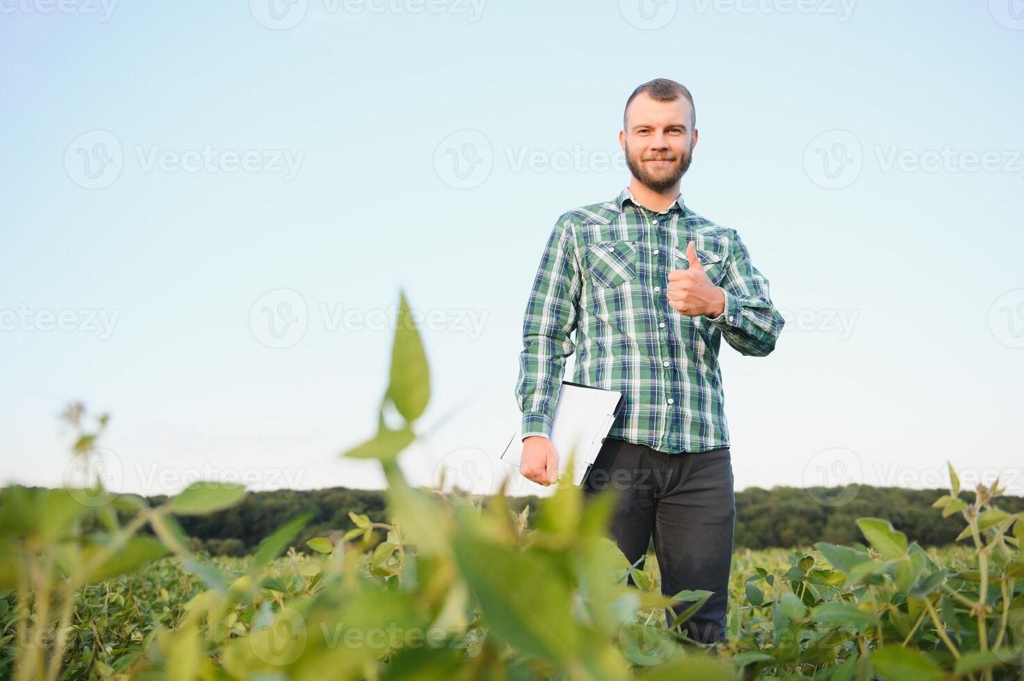 Farm worker controls development of soybean plants. Agronomist checking soya bean crops growing in the field photo