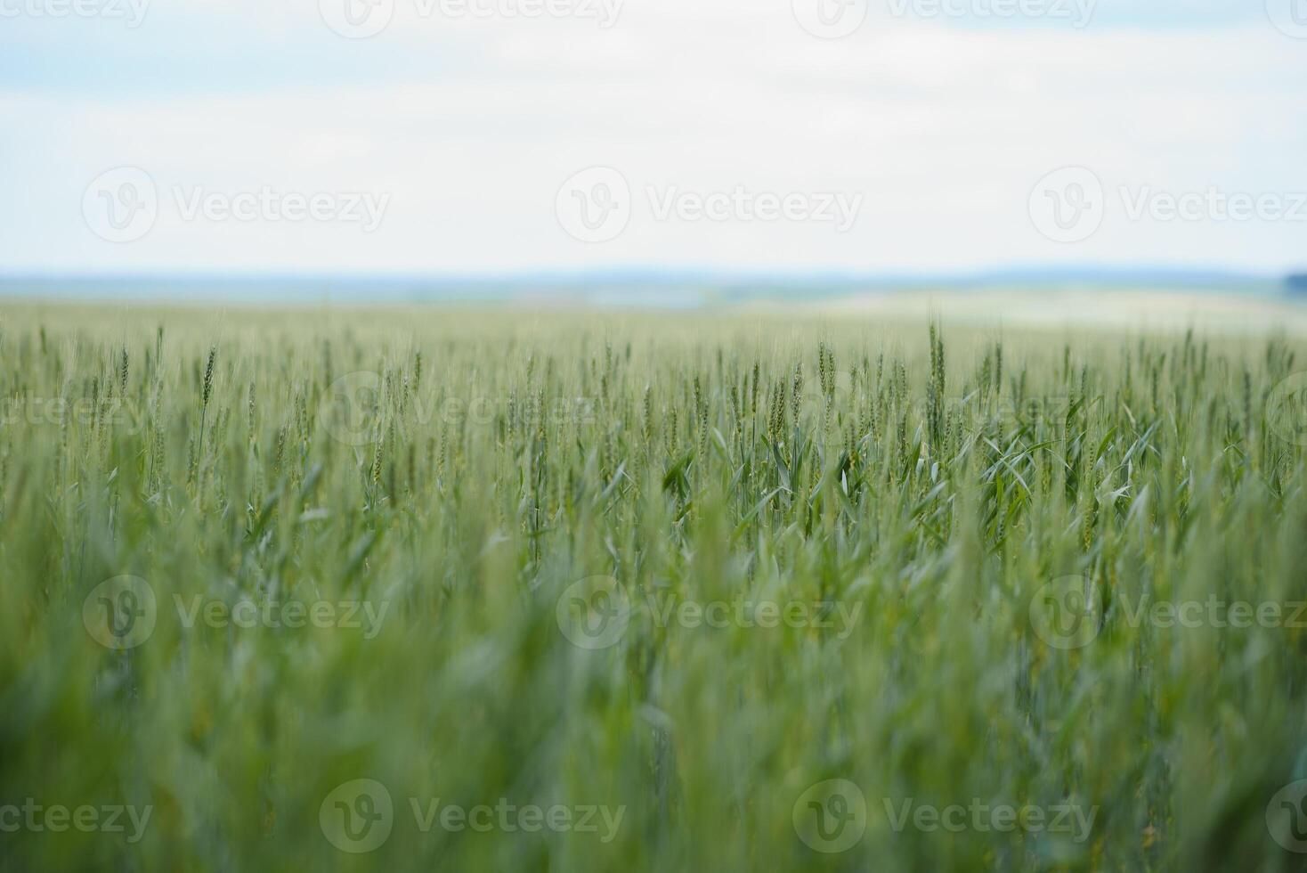 green wheat field and sunny day photo