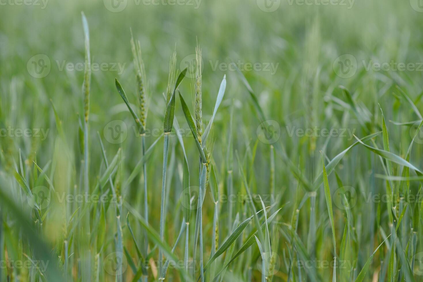 verde trigo campo y soleado día foto