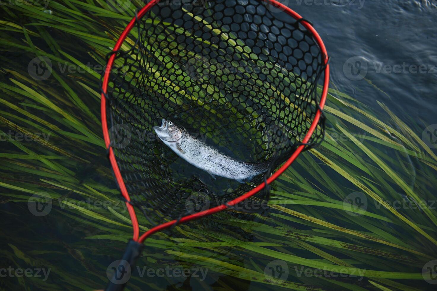 Fisherman picking up big rainbow trout from his fishing net photo