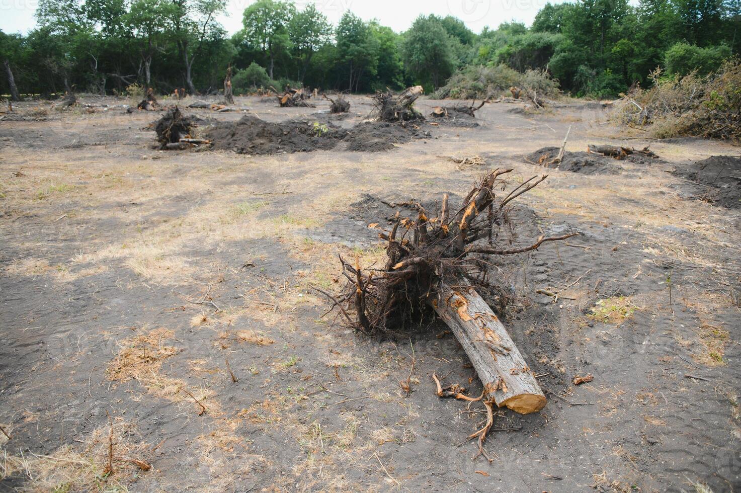 Deforestation, Destruction of Deciduous Forests. Damage to Nature. Europe photo