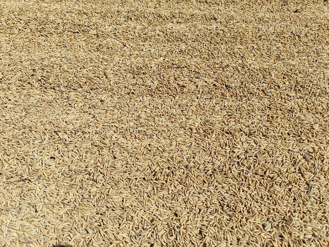 Paddy rice grain drying on a wide field photo