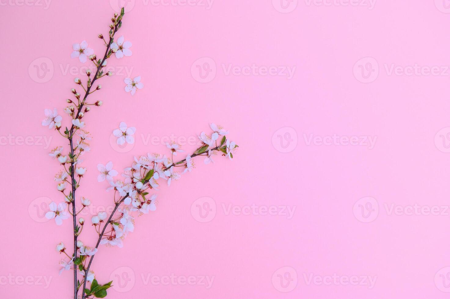 Spring background table. May flowers and April floral nature on green. For banner, branches of blossoming cherry against background. Dreamy romantic image, landscape panorama, copy space photo