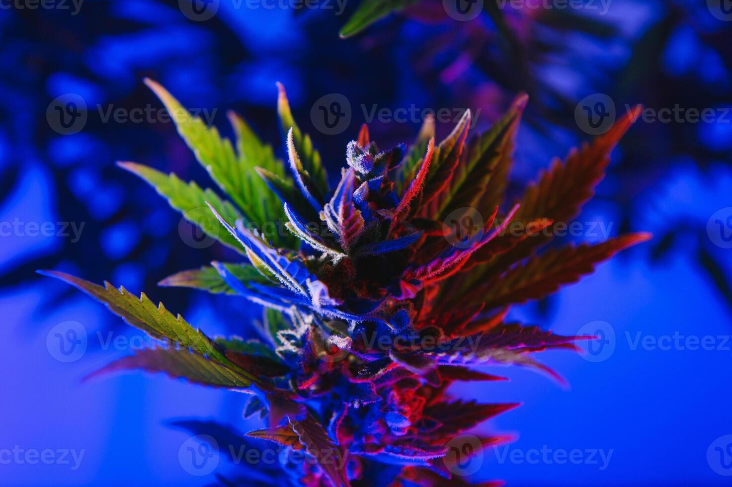 Background young shoots of marijuana in fantastic blue shades. Growing organic hemp on the farm. Wallpaper of marijuana. Legal hemp cultivation photo