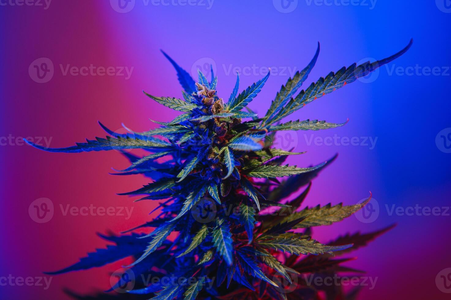 Marijuana medicinal plant in light pastel colors. A hemp bush with a creamy pink purple light and a blue-green tint. Fresh new look art style of alternative medicinal marijuanna in fluorescent light. photo