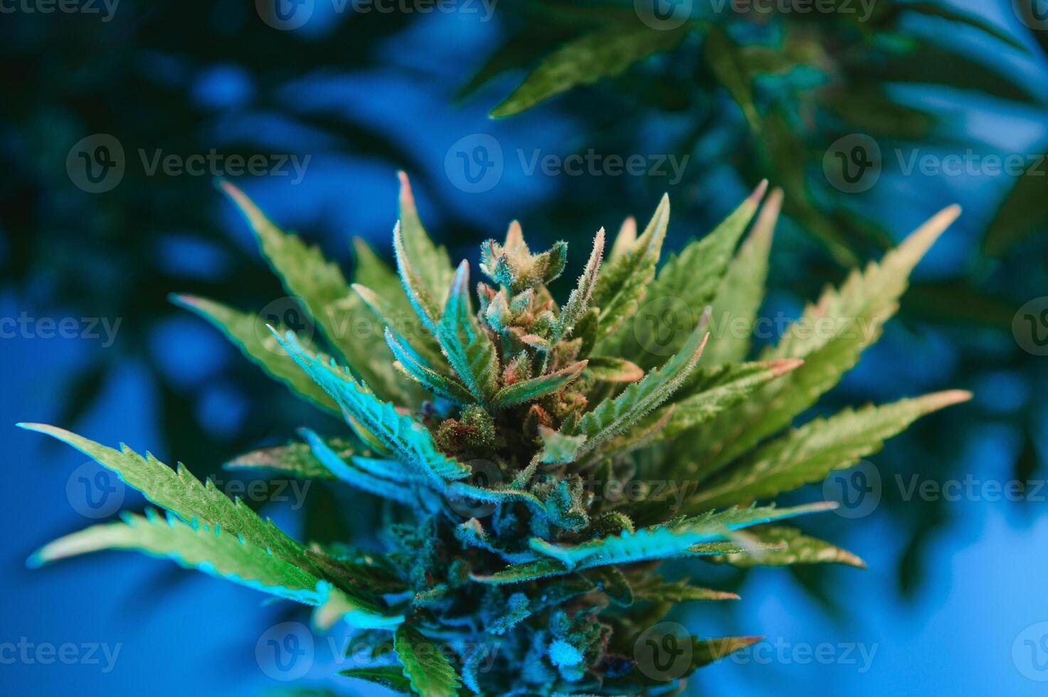 Flower bud of cannabis Satival in the greenhouse, marijuana flower bud background, herbal medicine photo