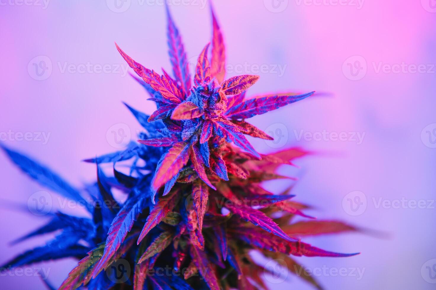 Cannabis Marijuana plant in Vaporwave deep purple neon style. Medical plant of Cannabis or Hemp with flowering buds and ultraviolet light. Blooming vegetative bush with crystal trichomes photo