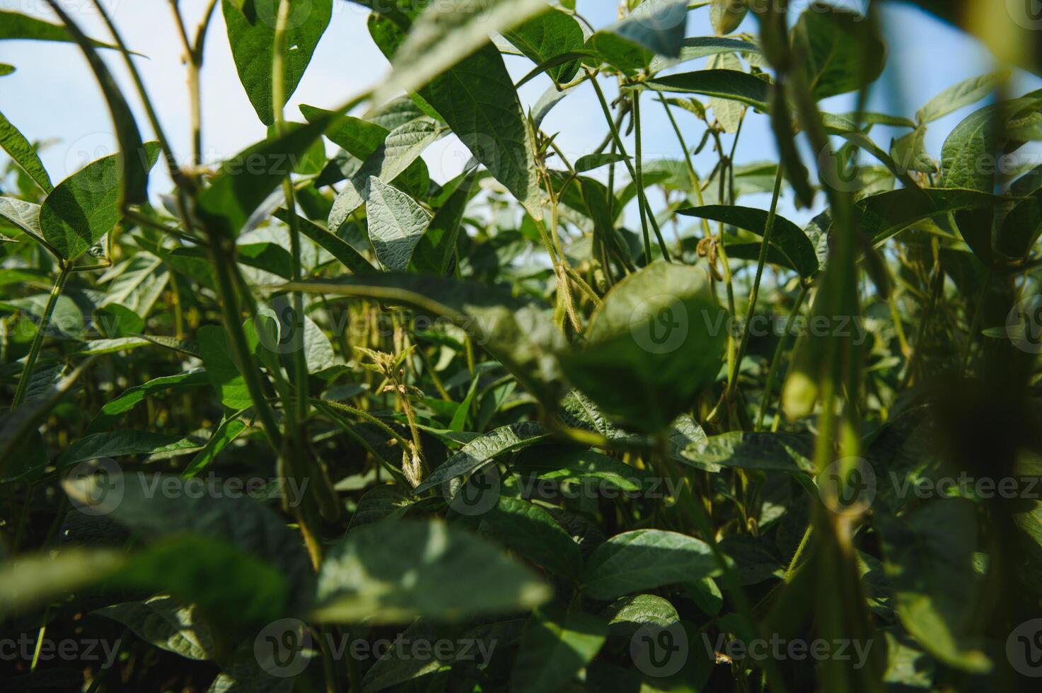 Open soybean field at sunset.Soybean field. photo